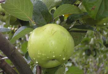 .  2006